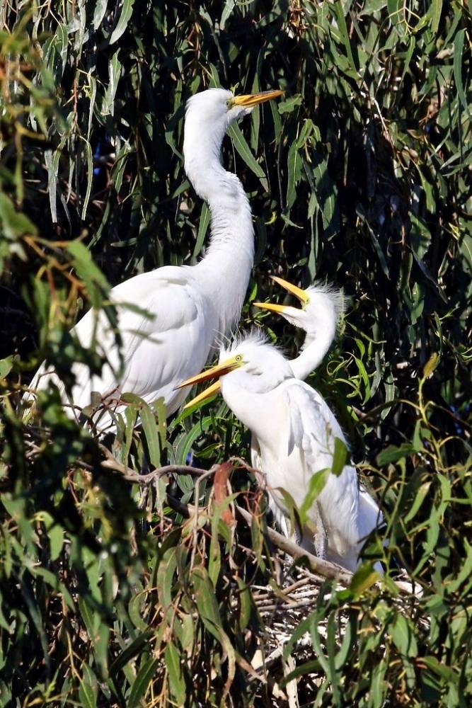 Great Egret and Chicks by Don McCullough is licensed under CC BY-NC 2.0